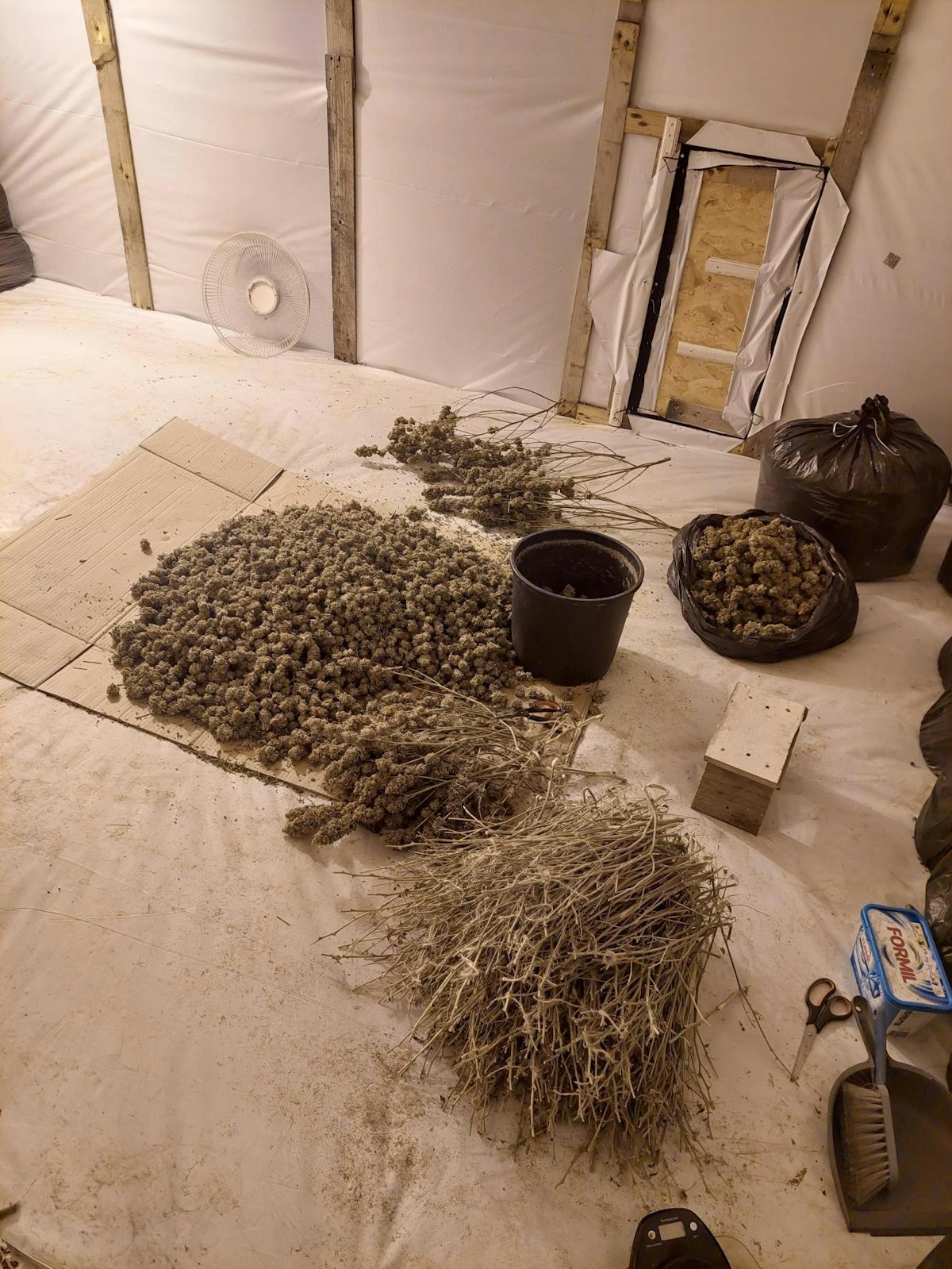 Cannabis farm in Felixstowe